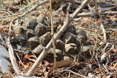 Dioscorea mexicana