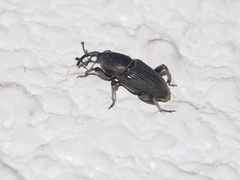 Cosmopolites sordidus