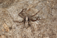 Philodromus aureolus