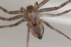 Philodromus aureolus