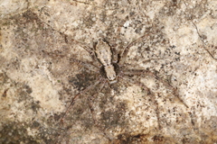 Philodromus aureolus