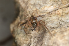 Philodromus aureolus