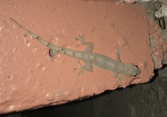 Hemidactylus mabouia