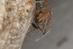 Philodromus aureolus