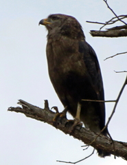 Circaetus cinerascens