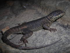 Tropidurus azurduyae