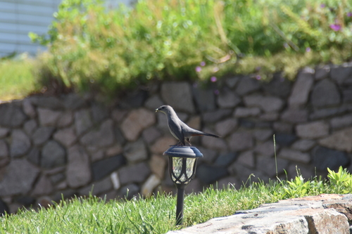 Gray Catbird photographed in Massachusetts