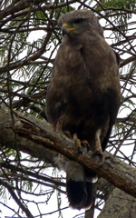 Circaetus cinerascens