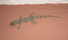 Hemidactylus mabouia