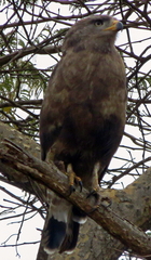 Circaetus cinerascens