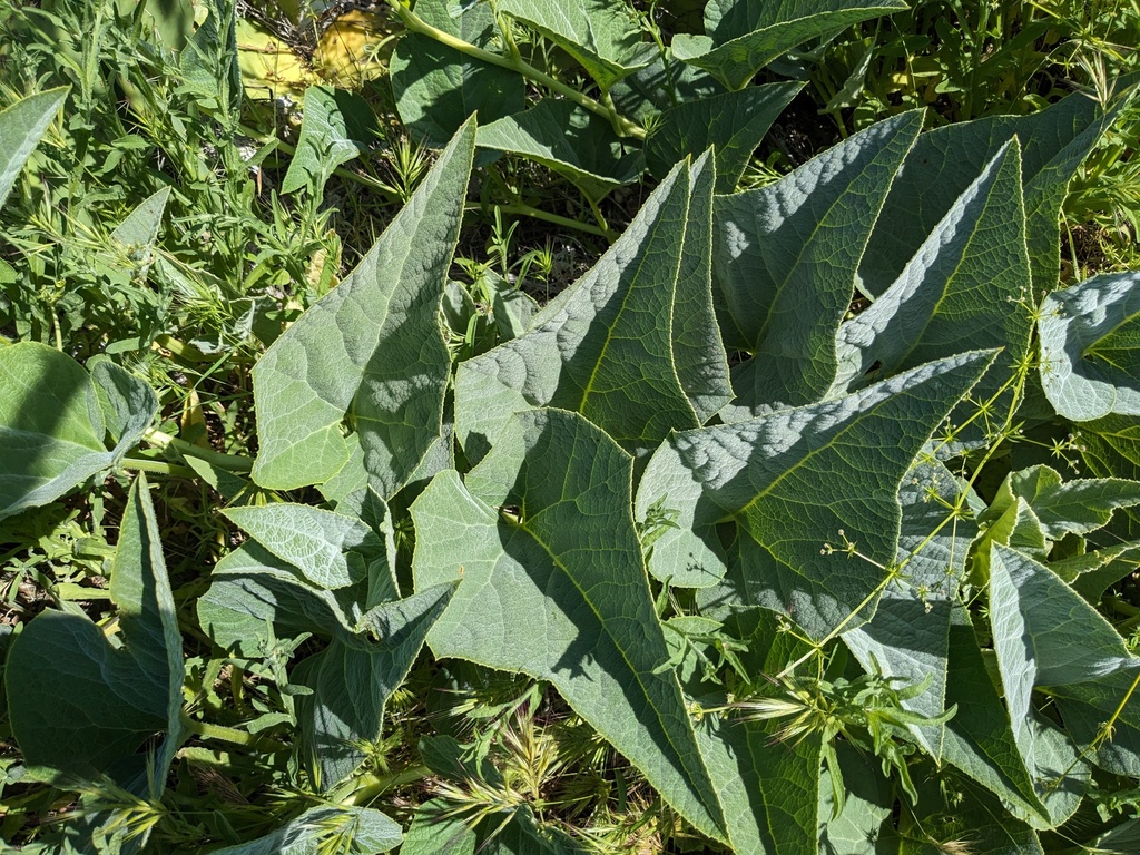 Buffalo Gourd from Orange County, CA, USA on April 29, 2024 at 10:27 AM ...