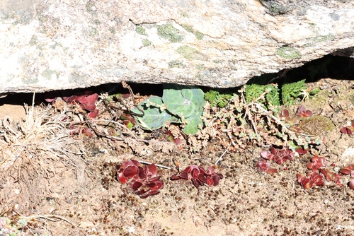 Image of Othonna perfoliata by (c) Tony Rebelo, some rights reserved (CC BY-SA)