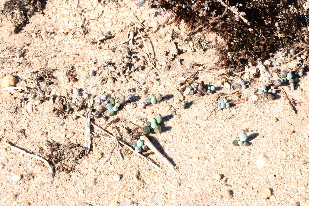 Curio repens