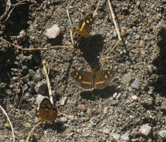 Telenassa berenice