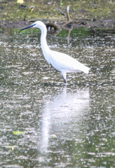 Egretta garzetta