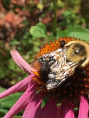 Bombus impatiens image