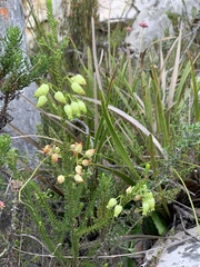 Erica urna-viridis
