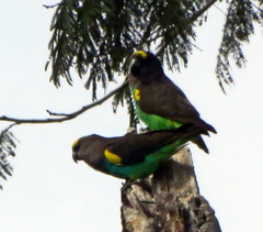 Poicephalus meyeri