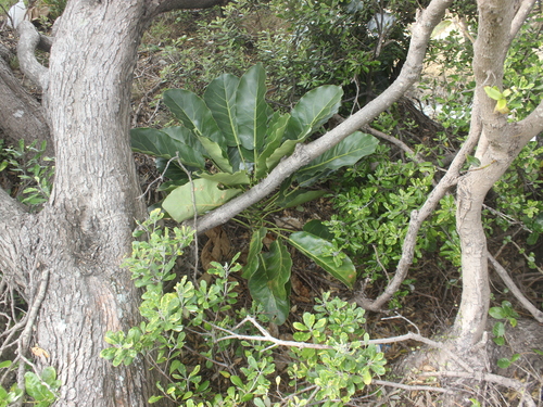 Image of Pukanui (Meryta sinclairii) by (c) Joe Dillon, some rights reserved (CC BY)