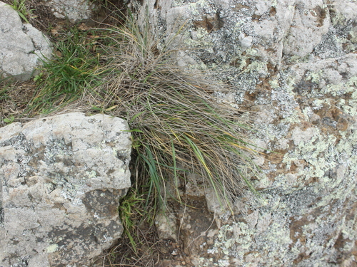Image of Anthosachne solandri by (c) Joe Dillon, some rights reserved (CC BY)