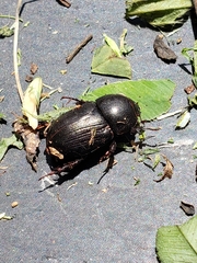 Xyloryctes jamaicensis