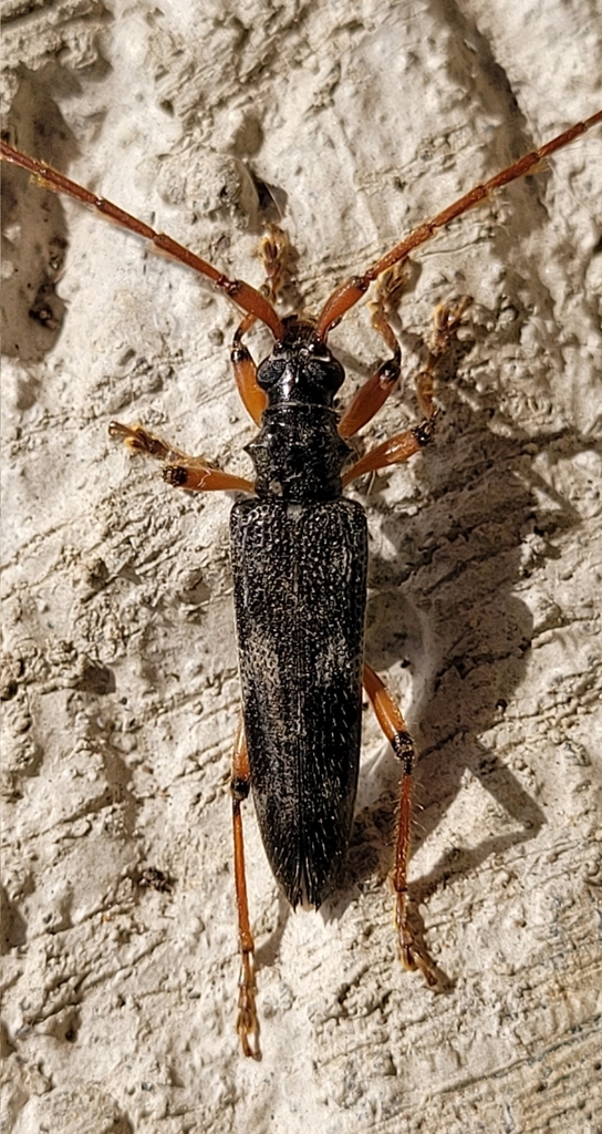 Elytrimitatrix geniculata