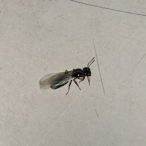 台湾平头蚁Colobopsis taivanae