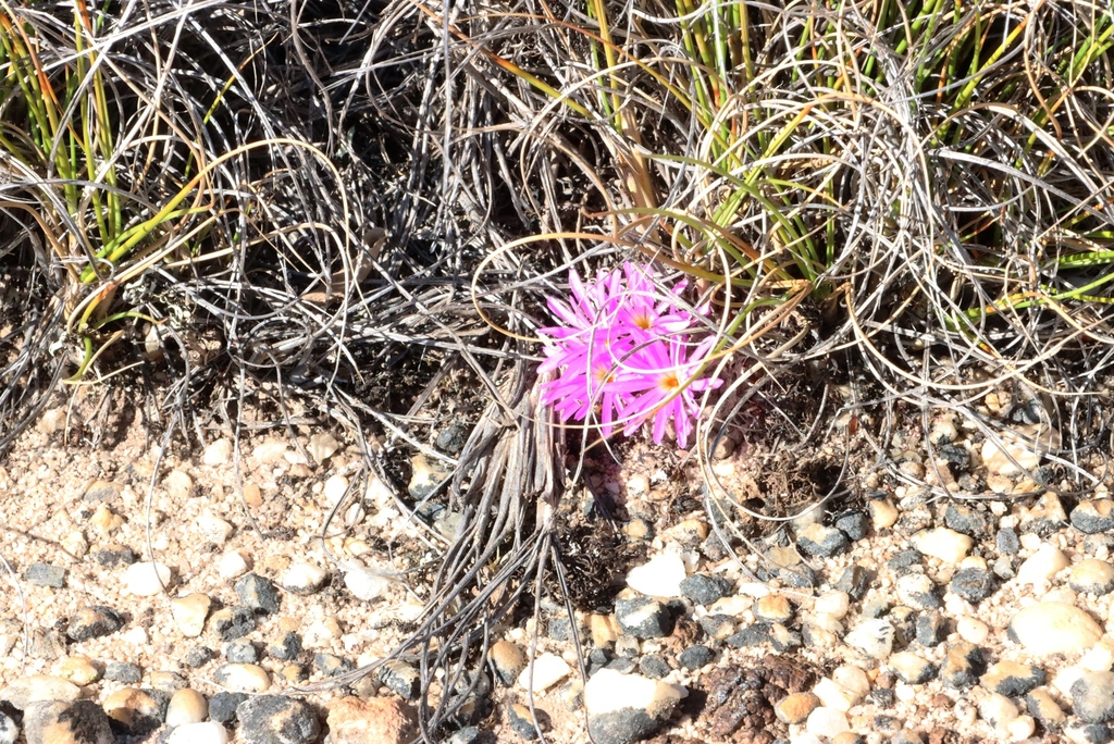 Conophytum minusculum, West Coast, ZA-WC, ZA