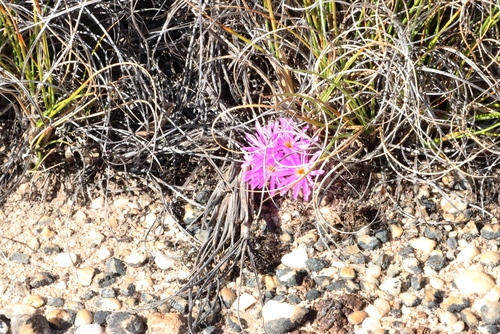 Conophytum minusculum