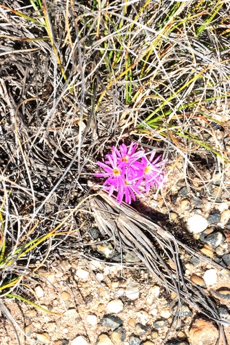 Conophytum minusculum