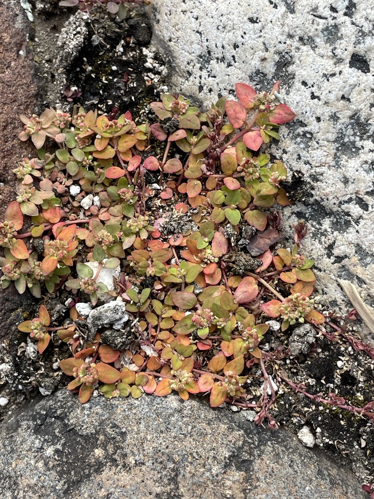 Florida Hammock Sandmat from Via Cayambe Cusubamba, Cayambe, Pichincha