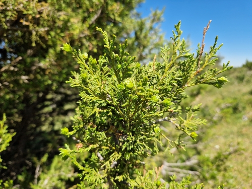 Image of Juniperus thurifera by (c) Jens-Christian Svenning, some rights reserved (CC BY)