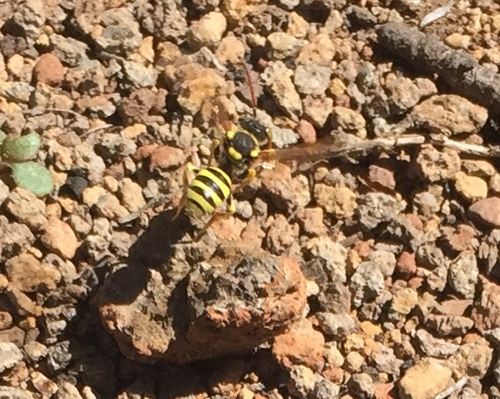 iNaturalist observation photo of Nomad Bees