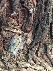 Acronicta rubricoma