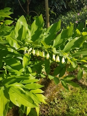 Polygonatum × hybridum