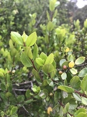 Rhamnus insula