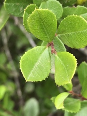 Rhamnus insula