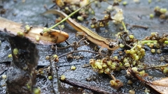 Eurycea chamberlaini