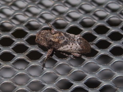 Pterolophia annulata