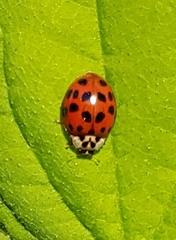 Harmonia axyridis