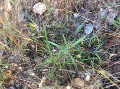 Cordylanthus pilosus pilosus