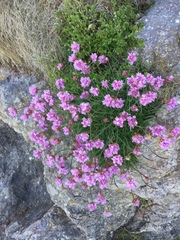 Armeria maritima maritima