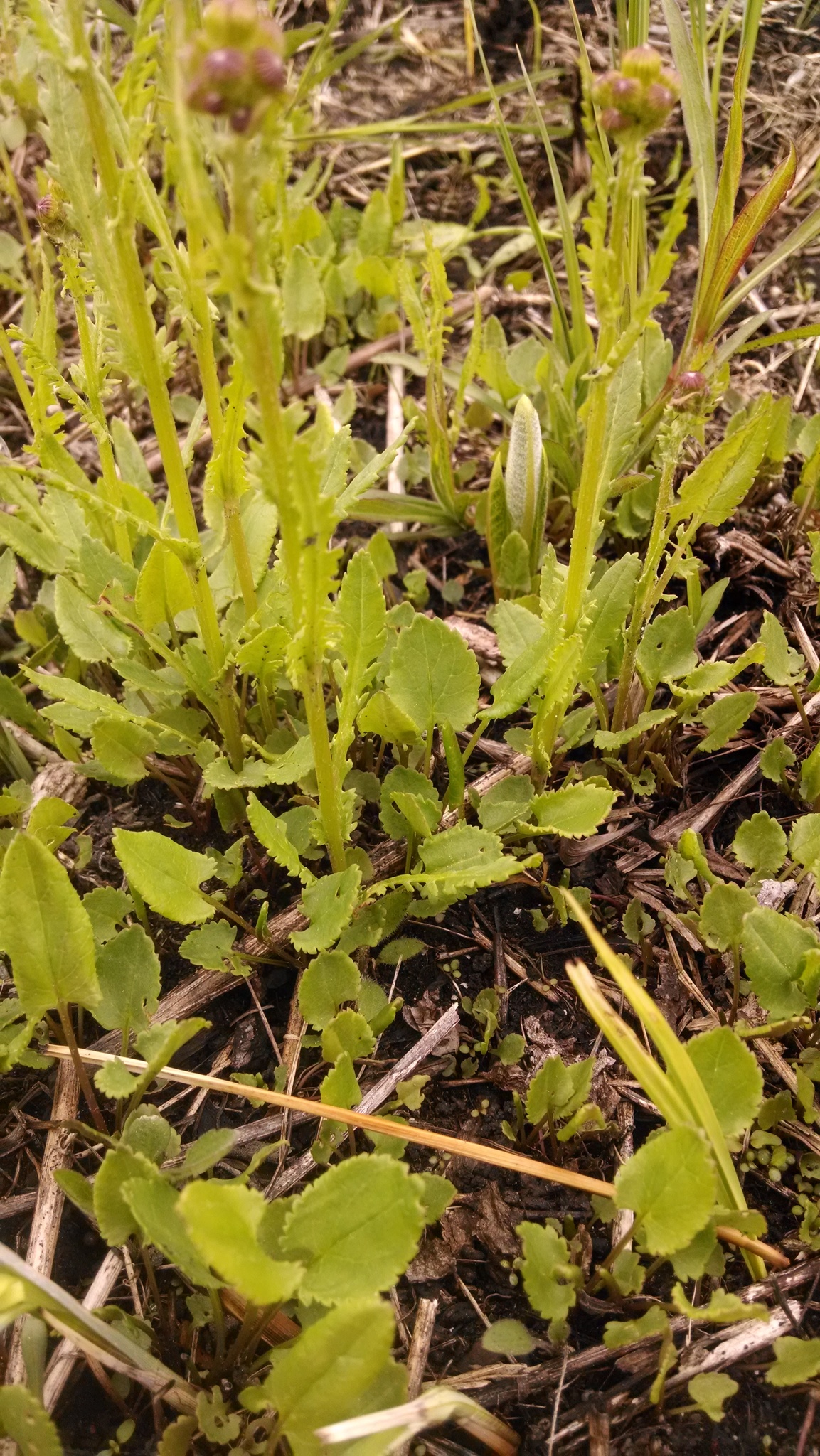 Packera pseudaurea var. semicordata