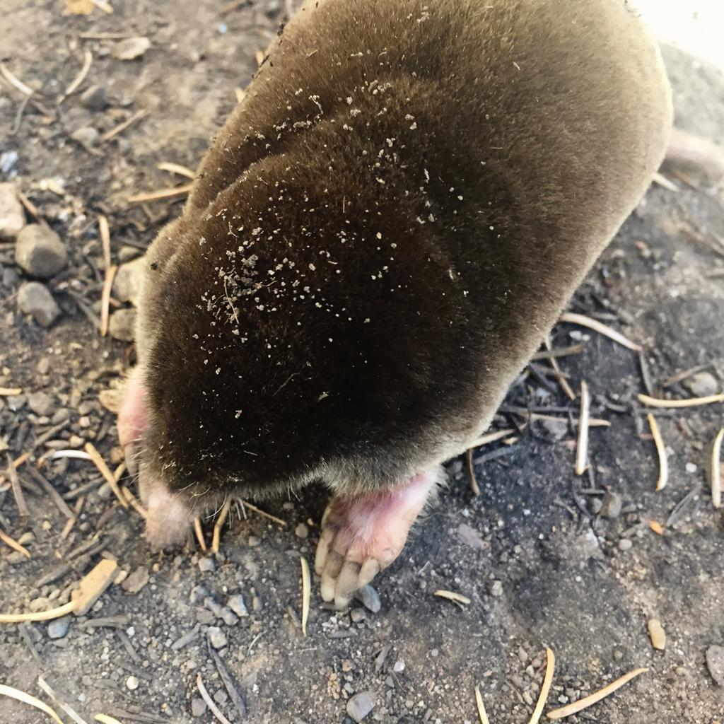 New World Moles