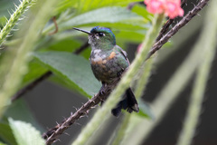 Violet-Tailed Sylph photo 5