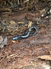 Plethodon glutinosus