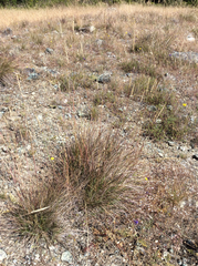Calamagrostis ophitidis