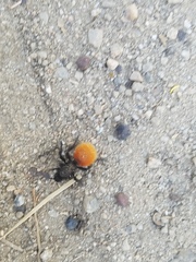 Dasymutilla magnifica