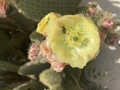 Opuntia scheeri