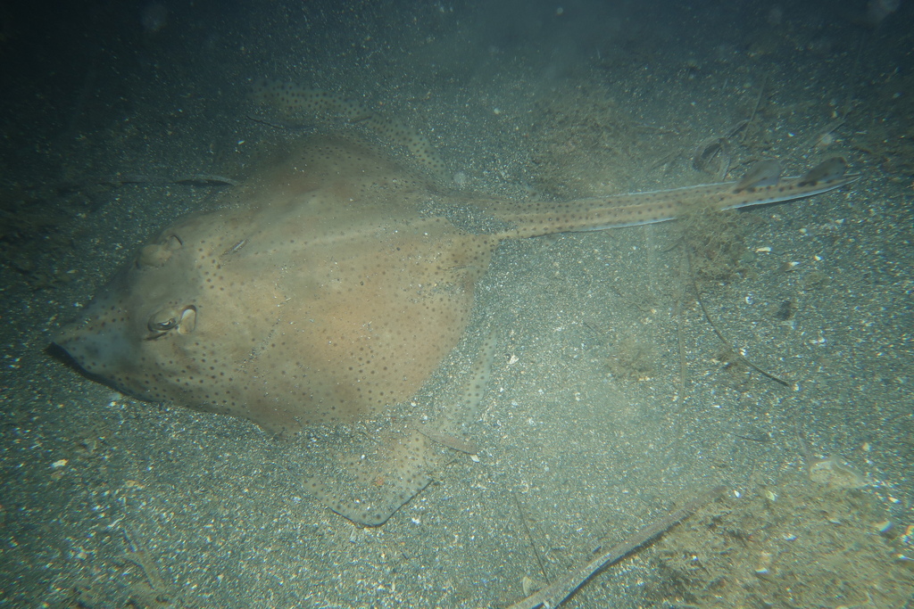 Photo of Blonde ray (Raja brachyura)